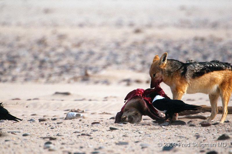 20090605_155235 D300 (3) X1.jpg - Various stages of the Jackal feeding on the seal